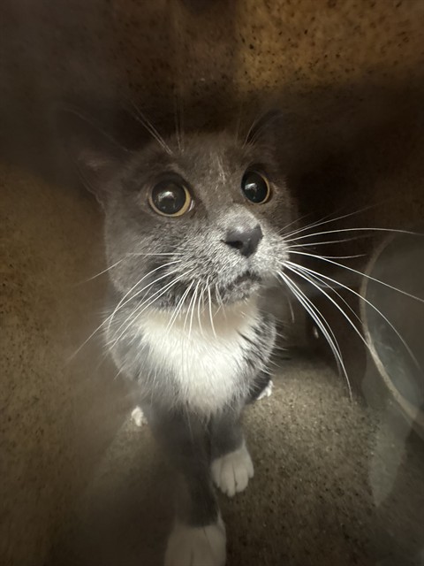 Shelter Stray Female Cat last seen 7TH AND SANDERSON, SAN JACINTO, 581 S Grand Ave, San Jacinto, CA 92582, USA