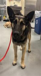 Shelter Stray Female Dog last seen Near BLOCK JUNIPER SPRINGS RD, HOMELAND, CA, 581 S Grand Ave, San Jacinto, CA 92582, USA