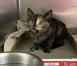 Shelter Stray Female Cat last seen PETSMART REGENCY, 2020 Forest St, Jacksonville, FL 32204, USA