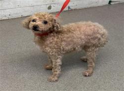 Shelter Stray Female Dog last seen CITRUS X EMORY, 333 Chandler Pl, San Bernardino, CA 92408, USA