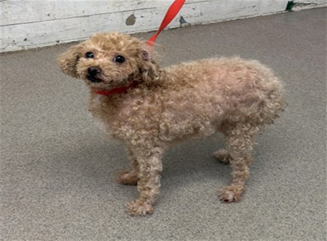 Shelter Stray Female Dog last seen CITRUS X EMORY, 333 Chandler Pl, San Bernardino, CA 92408, USA
