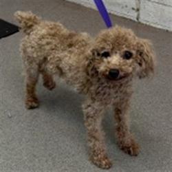 Shelter Stray Male Dog last seen CITRUS X EMORY, 333 Chandler Pl, San Bernardino, CA 92408, USA