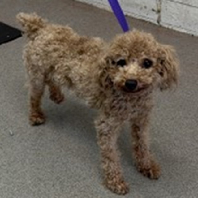 Shelter Stray Male Dog last seen CITRUS X EMORY, 333 Chandler Pl, San Bernardino, CA 92408, USA