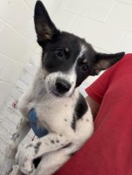 Shelter Stray Female Dog last seen LAUREL AND 9TH, 333 Chandler Pl, San Bernardino, CA 92408, USA