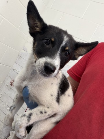 Shelter Stray Female Dog last seen LAUREL AND 9TH, 333 Chandler Pl, San Bernardino, CA 92408, USA