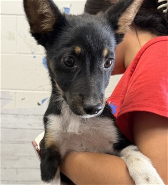 Shelter Stray Male Dog last seen LAUREL AND 9TH, 333 Chandler Pl, San Bernardino, CA 92408, USA