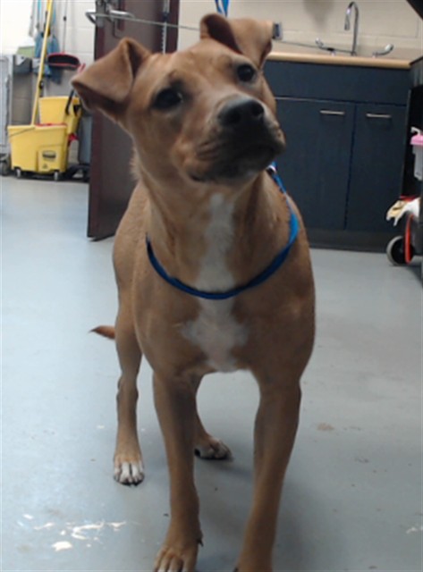 Shelter Stray Female Dog last seen Near BLOCK PEARL ST, FAYETTEVILLE NC 28303, 4704 Corporation Dr, Fayetteville, NC 28306, USA