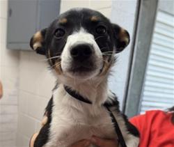 Shelter Stray Male Dog last seen LAUREL AND 9TH, 333 Chandler Pl, San Bernardino, CA 92408, USA