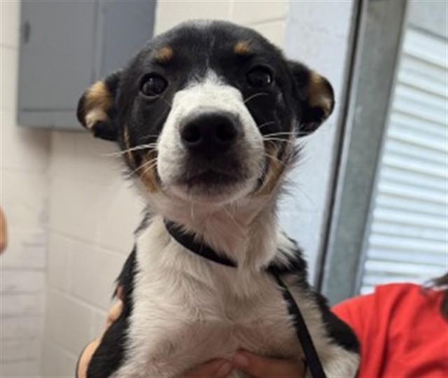 Shelter Stray Male Dog last seen LAUREL AND 9TH, 333 Chandler Pl, San Bernardino, CA 92408, USA