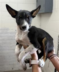 Shelter Stray Male Dog last seen LAUREL AND 9TH, 333 Chandler Pl, San Bernardino, CA 92408, USA