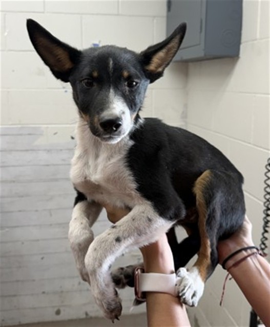 Shelter Stray Male Dog last seen LAUREL AND 9TH, 333 Chandler Pl, San Bernardino, CA 92408, USA