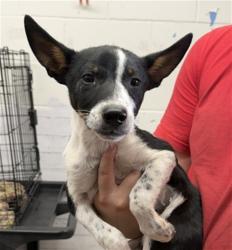 Shelter Stray Male Dog last seen LAUREL AND 9TH, 333 Chandler Pl, San Bernardino, CA 92408, USA