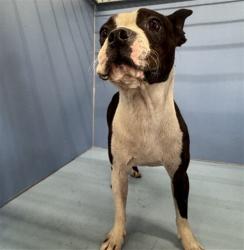 Shelter Stray Male Dog last seen MILL ST X MERIDIAN AVE, 333 Chandler Pl, San Bernardino, CA 92408, USA