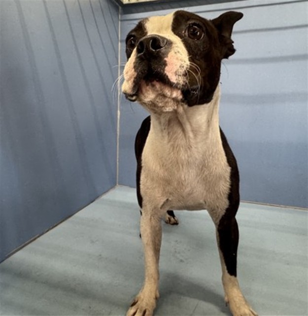 Shelter Stray Male Dog last seen MILL ST X MERIDIAN AVE, 333 Chandler Pl, San Bernardino, CA 92408, USA