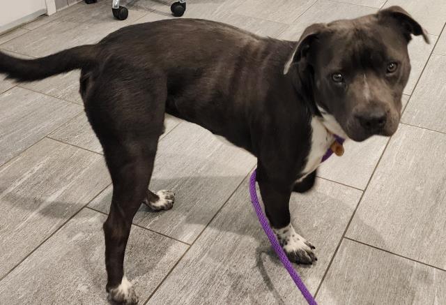 Shelter Stray Male Dog last seen Near BLOCK N QUEBEC ST, DENVER CO 80230, 2080 S Quebec St, Denver, CO 80231, USA