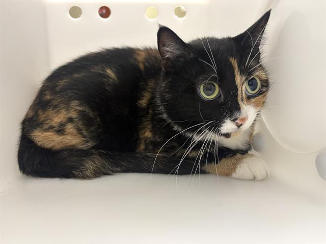 Shelter Stray Female Cat last seen Near BLOCK W NATIONAL AVE, 3839 W Burnham St, West Milwaukee, WI 53215, USA