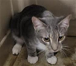 Shelter Stray Female Cat last seen , 14409 Vanowen St, Van Nuys, CA 91405, USA