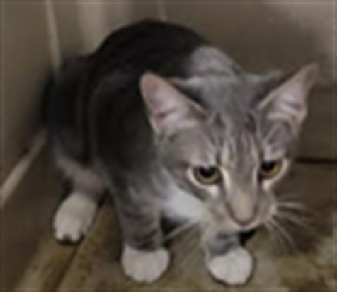 Shelter Stray Female Cat last seen , 14409 Vanowen St, Van Nuys, CA 91405, USA