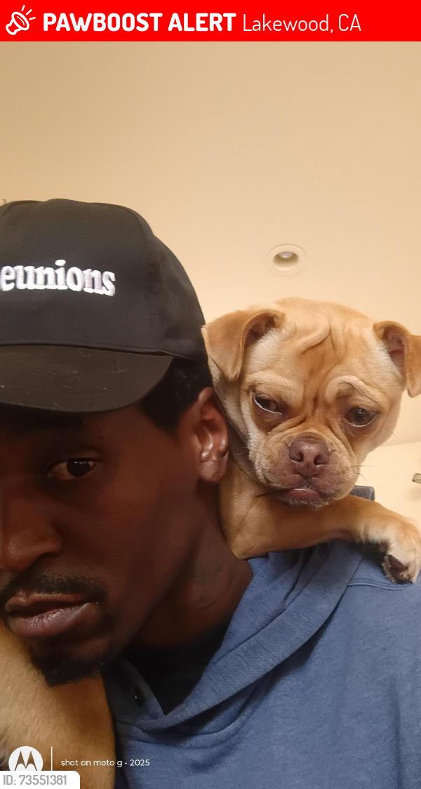 Lost Female Dog last seen Bellflower and adenmoor, Lakewood, CA 90713