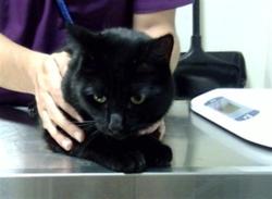 Shelter Stray Female Cat last seen Near BLOCK W BAYAUD AVE DENVER CO 80223, 1241 W Bayaud Ave, Denver, CO 80223, USA