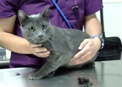 Shelter Stray Male Cat last seen Near BLOCK W BAYAUD AVE DENVER CO 80223, 1241 W Bayaud Ave, Denver, CO 80223, USA