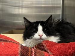 Shelter Stray Male Cat last seen LAKE ERIE RD/SR 33 CLERMONT, 12280 County Rd 448, Tavares, FL 32778, USA
