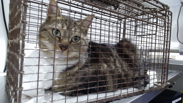 Shelter Stray Female Cat last seen SILVER/SCOTIA, 1419 Bryant St, San Francisco, CA 94103, USA