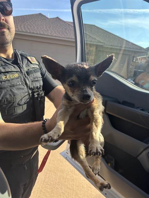 Shelter Stray Female Dog last seen Near BLOCK SW 33RD ST, MUSTANG OK 73064, 2811 SE 29th St, Oklahoma City, OK 73129, USA