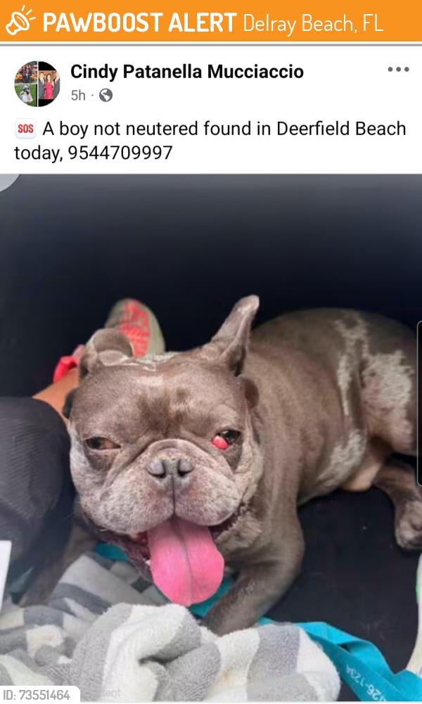 Found/Stray Unknown Dog last seen 3344q, Delray Beach, FL 33447