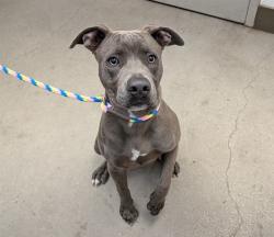 Shelter Stray Male Dog last seen , 4000 N Silverbell Rd, Tucson, AZ 85745, USA