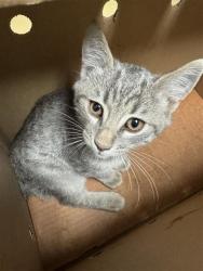 Shelter Stray Male Cat last seen BARANDAS DR & DELPHINIUM WAY, 2127 Front St, Sacramento, CA 95818, USA