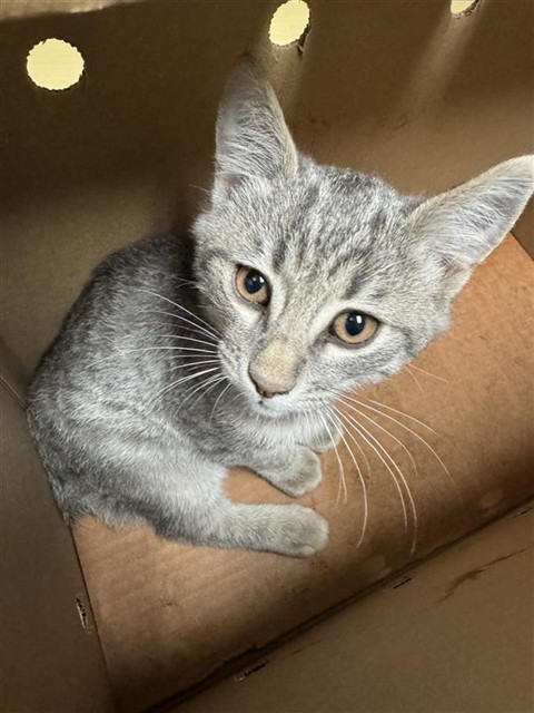 Shelter Stray Male Cat last seen BARANDAS DR & DELPHINIUM WAY, 2127 Front St, Sacramento, CA 95818, USA