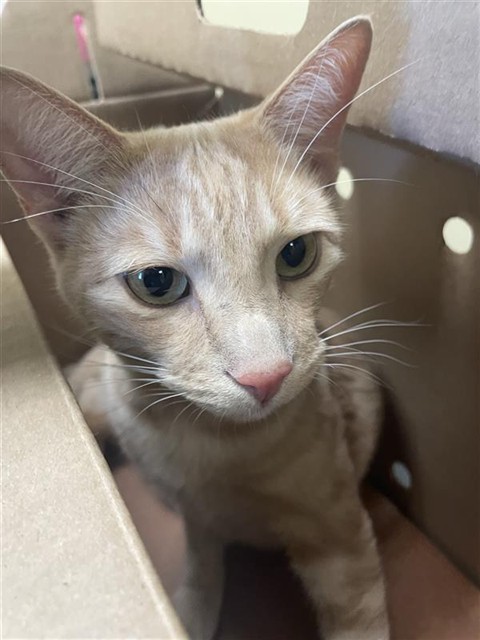 Shelter Stray Male Cat last seen 11TH AVE & 17TH ST, 2127 Front St, Sacramento, CA 95818, USA