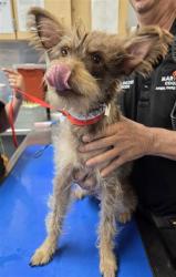 Shelter Stray Male Dog last seen 60TH AVE AND ENCANTO, 2500 S 27th Ave, Phoenix, AZ 85009, USA