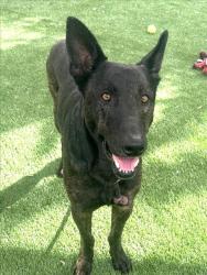 Shelter Stray Male Dog last seen , 1850 W 60th St, Los Angeles, CA 90047, USA