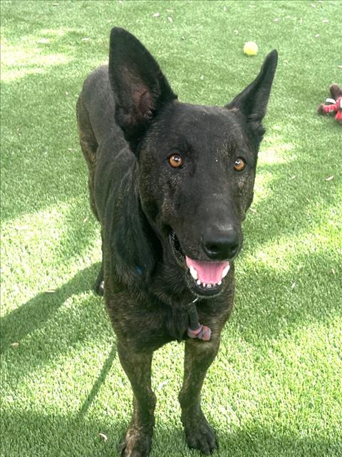 Shelter Stray Male Dog last seen , 1850 W 60th St, Los Angeles, CA 90047, USA