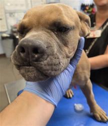 Shelter Stray Female Dog last seen 35TH AVE AND BASELINE RD, 2500 S 27th Ave, Phoenix, AZ 85009, USA