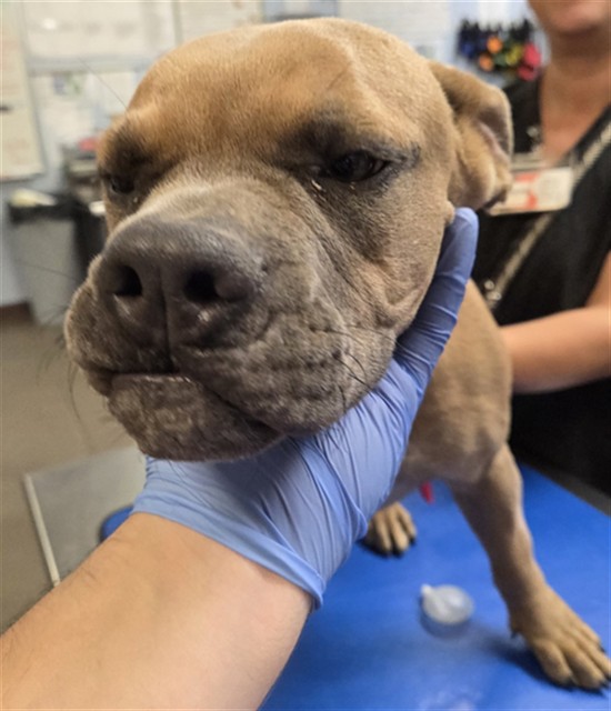 Shelter Stray Female Dog last seen 35TH AVE AND BASELINE RD, 2500 S 27th Ave, Phoenix, AZ 85009, USA