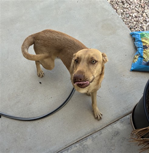 Shelter Stray Male Dog last seen 222ND DR AND LASSO LN, 2500 S 27th Ave, Phoenix, AZ 85009, USA
