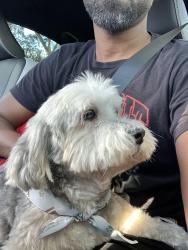 Reunited Male Dog last seen Pierce street in Hollywood FL, Hollywood, FL 33020