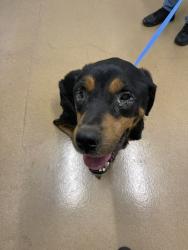 Shelter Stray Male Dog last seen ONEIL CMNS/ONEIL AV, 16 Barnes Ct, Hayward, CA 94544, USA