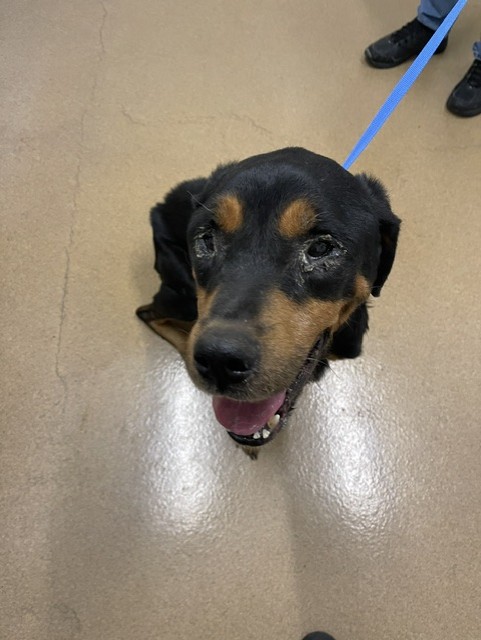 Shelter Stray Male Dog last seen ONEIL CMNS/ONEIL AV, 16 Barnes Ct, Hayward, CA 94544, USA