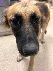 Shelter Stray Female Dog last seen DIANA AVE X HALSTED ST, 6851 Van Buren Boulevard, Jurupa Valley, CA 92509, USA