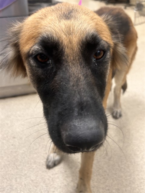 Shelter Stray Female Dog last seen DIANA AVE X HALSTED ST, 6851 Van Buren Boulevard, Jurupa Valley, CA 92509, USA
