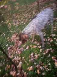 Reunited Unknown Dog last seen Near Wedgewood, Worcester, MA 01602