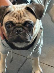 Shelter Stray Male Dog last seen , West Valley Animal Shelter, 20655 Plummer St, Chatsworth, CA 91311, USA