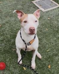 Shelter Stray Female Dog last seen , West Valley Animal Shelter, 20655 Plummer St, Chatsworth, CA 91311, USA