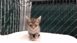 Shelter Stray Female Cat last seen , 11258 Garfield Ave, Downey, CA 90242, USA