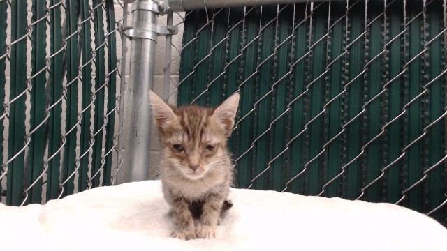 Shelter Stray Female Cat last seen , 11258 Garfield Ave, Downey, CA 90242, USA