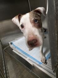 Shelter Stray Female Dog last seen , West Valley Animal Shelter, 20655 Plummer St, Chatsworth, CA 91311, USA